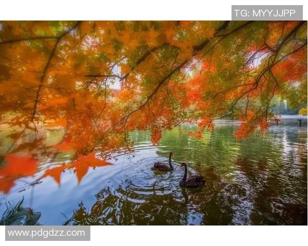 探索阿拉巴的文化魅力与自然风光，感受多元融合的独特魅力与人文底蕴
